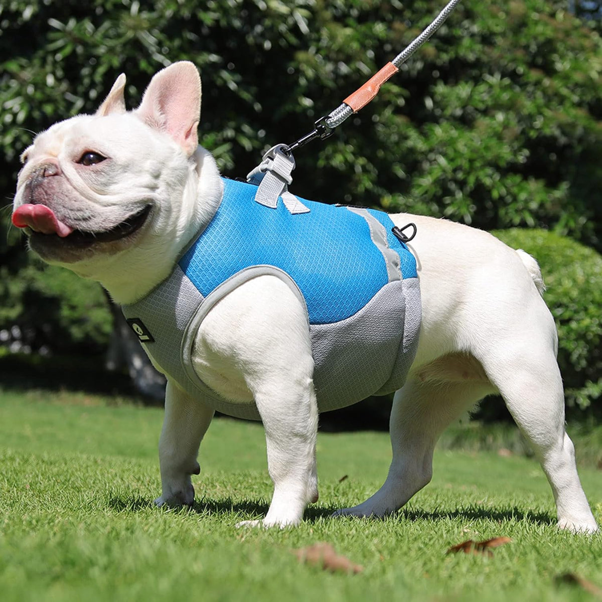 Cooling Dog Vest – Breathable & Adjustable