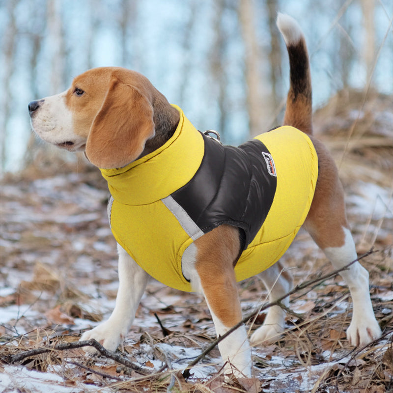 Waterproof & Insulated Dog Jacket